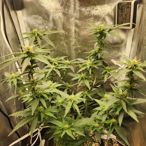 Clone AK47 growlog timeline photo