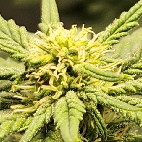 Clone AK47 growlog timeline photo