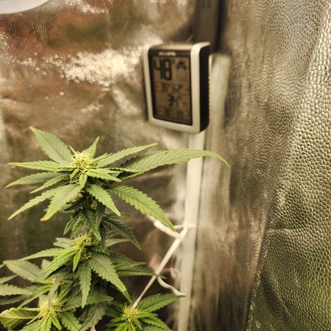 Clone AK47 growlog timeline photo