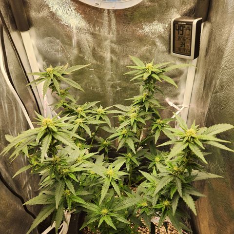 Clone AK47 growlog timeline photo