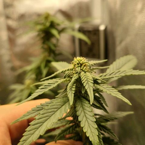 Clone AK47 growlog timeline photo