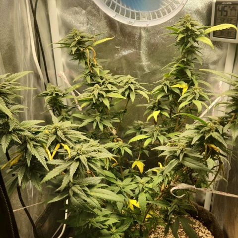 Clone AK47 growlog timeline photo