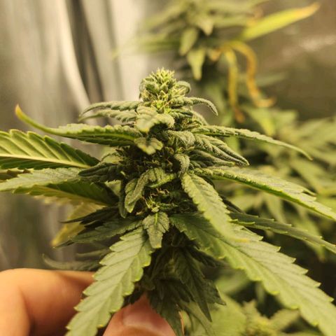 Clone AK47 growlog timeline photo