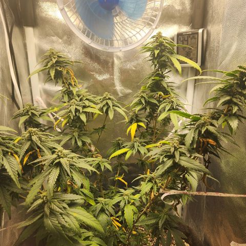 Clone AK47 growlog timeline photo