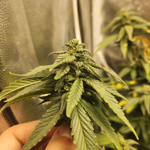 Clone AK47 growlog timeline photo