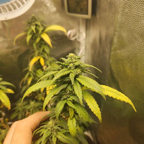 Clone AK47 growlog timeline photo