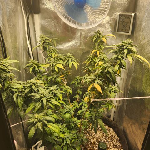 Clone AK47 growlog timeline photo