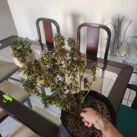 Clone AK47 growlog timeline photo