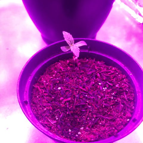 Morena Tropicana  growlog timeline photo