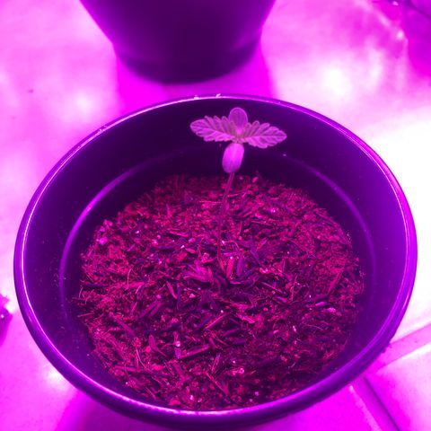 24k Gold growlog timeline photo