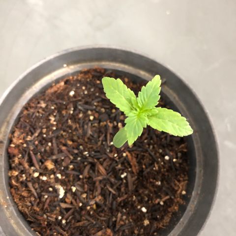 Morena Tropicana  growlog timeline photo