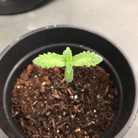 24k Gold growlog timeline photo