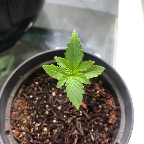 Morena Tropicana  growlog timeline photo