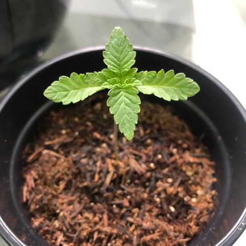 24k Gold growlog timeline photo