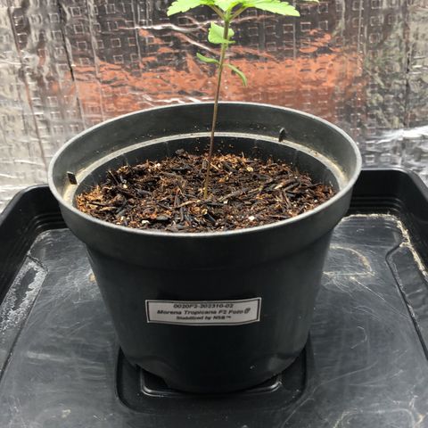Morena Tropicana  growlog timeline photo