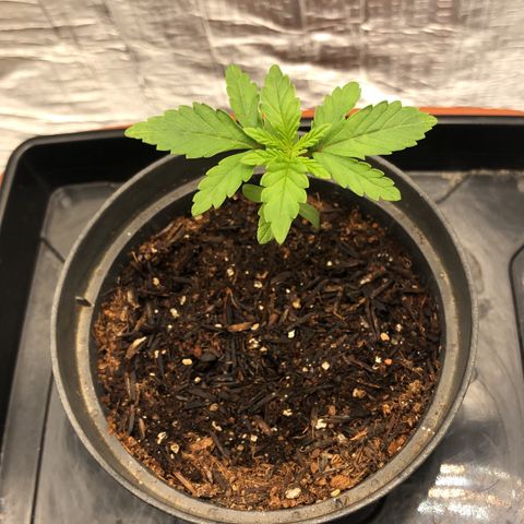 Morena Tropicana  growlog timeline photo