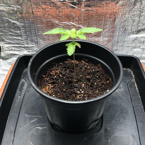 24k Gold growlog timeline photo