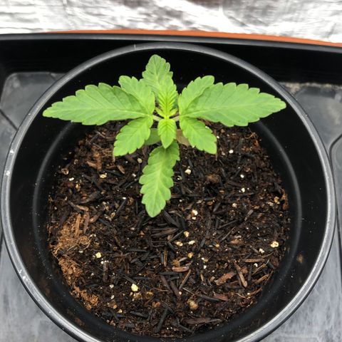 24k Gold growlog timeline photo