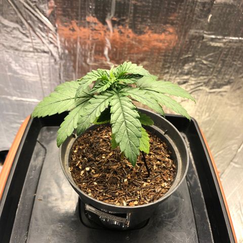 Morena Tropicana  growlog timeline photo