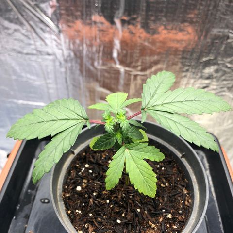Morena Tropicana  growlog timeline photo