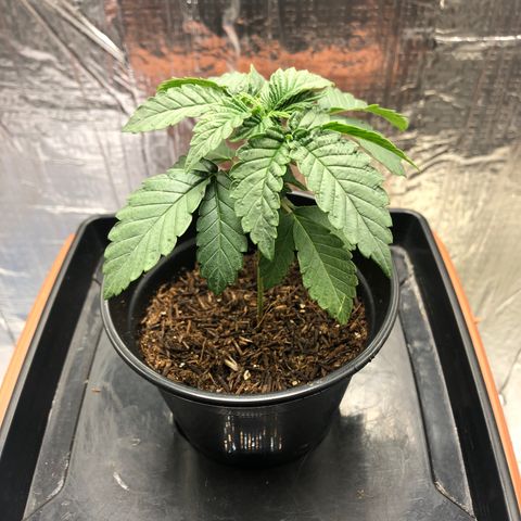 24k Gold growlog timeline photo