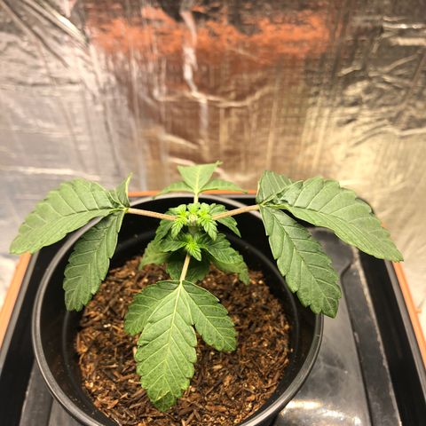 24k Gold growlog timeline photo