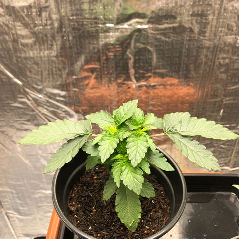 24k Gold growlog timeline photo