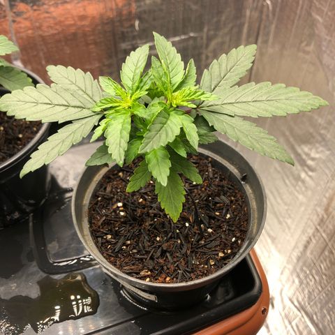 Morena Tropicana  growlog timeline photo