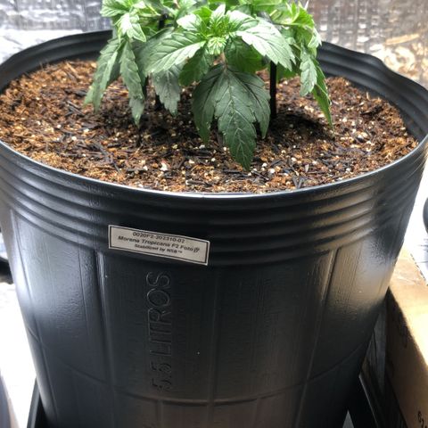 Morena Tropicana  growlog timeline photo