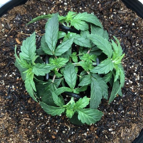 Morena Tropicana  growlog timeline photo