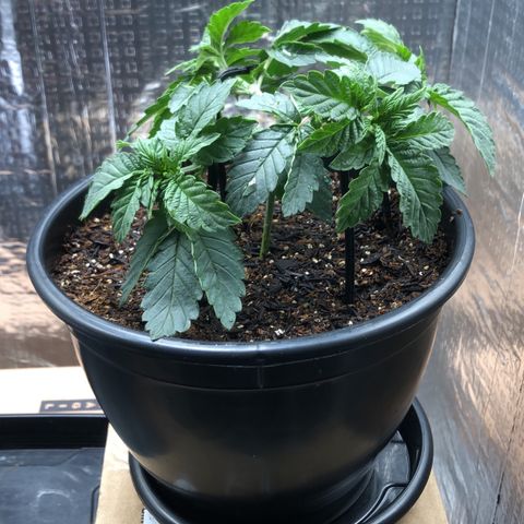 24k Gold growlog timeline photo