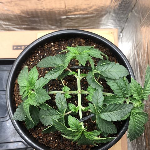 24k Gold growlog timeline photo
