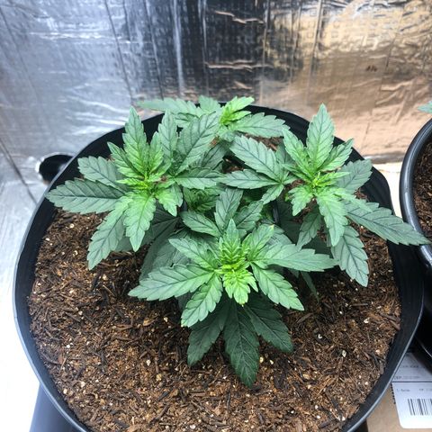 Morena Tropicana  growlog photo: 1 dia após o transplante 