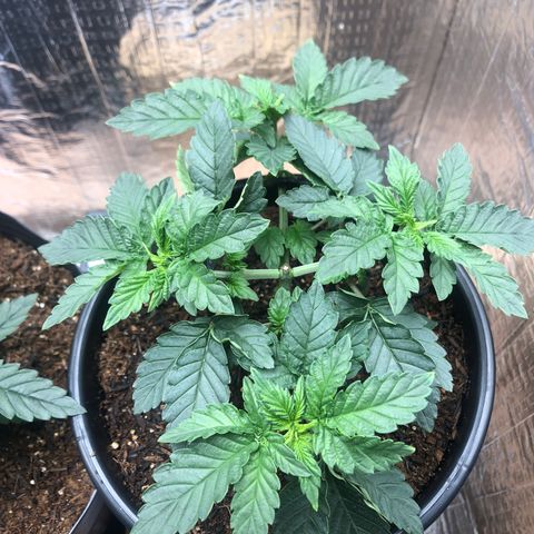 24k Gold growlog photo: 1 dia após o transplante