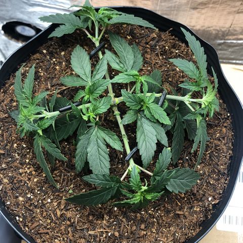 Morena Tropicana  growlog timeline photo