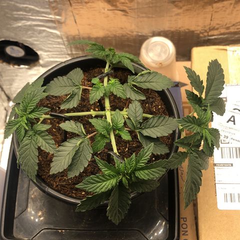 24k Gold growlog timeline photo