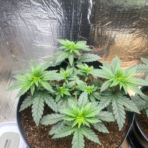 Morena Tropicana  growlog timeline photo