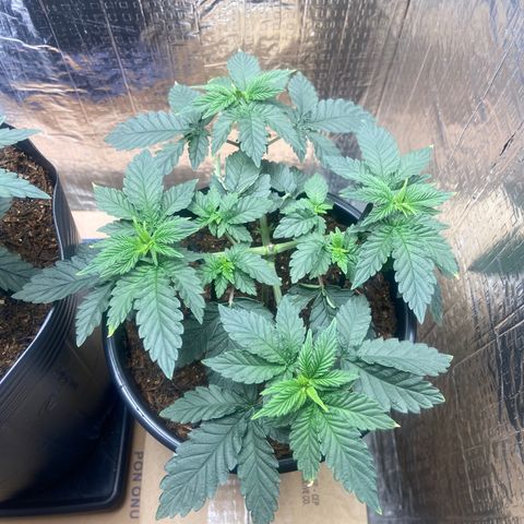 24k Gold growlog timeline photo