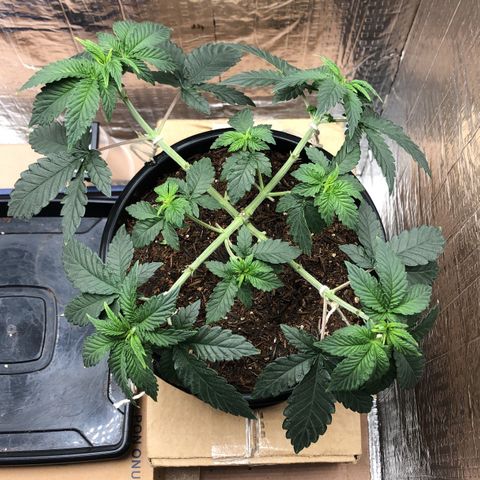 24k Gold growlog timeline photo