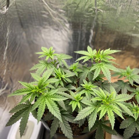 Morena Tropicana  growlog timeline photo