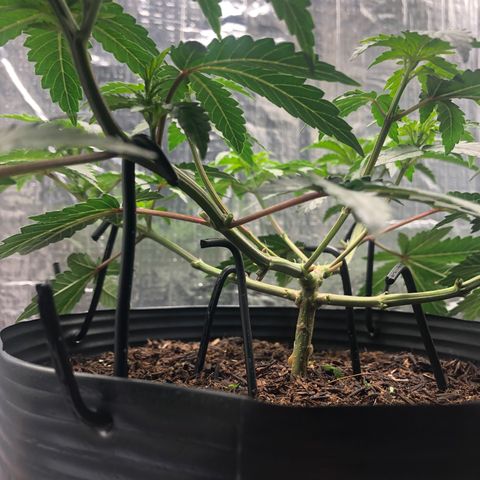 Morena Tropicana  growlog timeline photo
