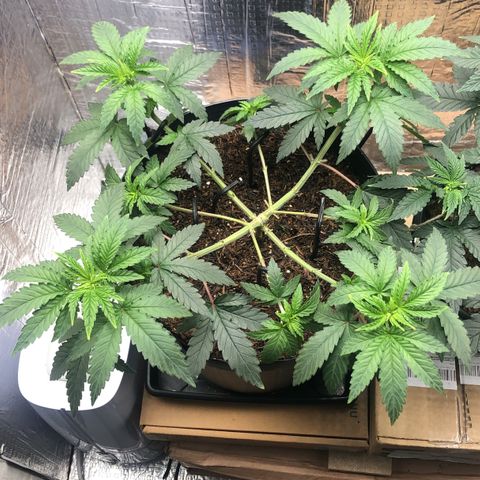 Morena Tropicana  growlog timeline photo