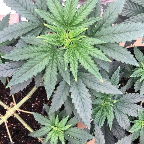Morena Tropicana  growlog timeline photo