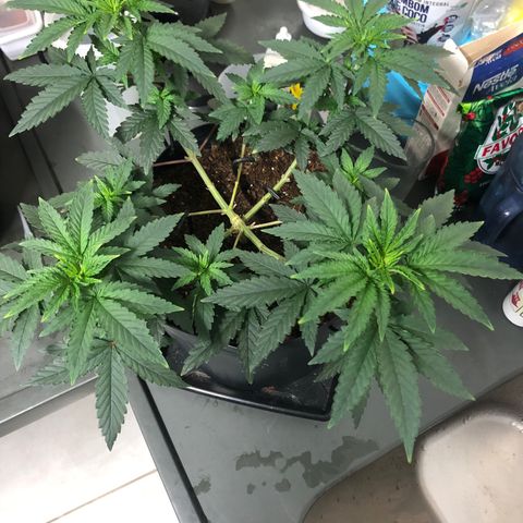 Morena Tropicana  growlog timeline photo