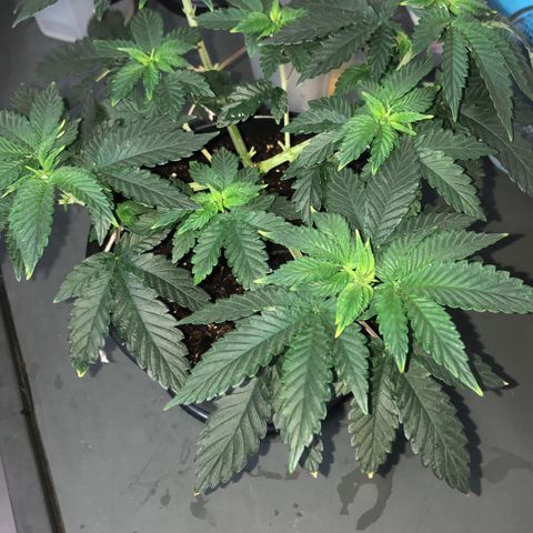 24k Gold growlog timeline photo