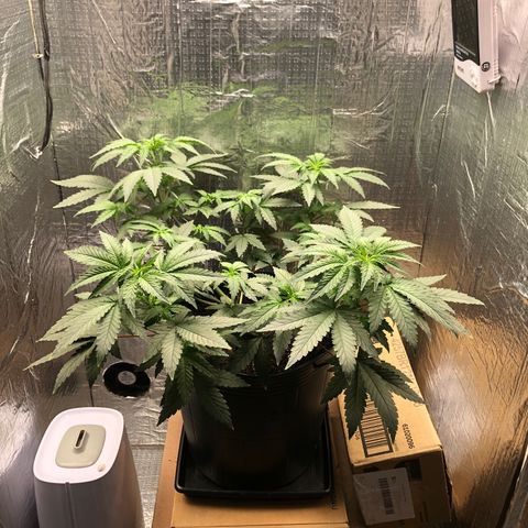Morena Tropicana  growlog timeline photo