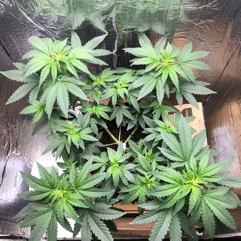 Morena Tropicana  growlog timeline photo