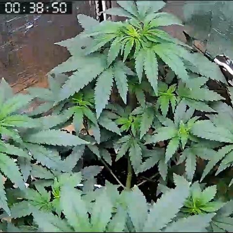 Morena Tropicana  growlog timeline photo