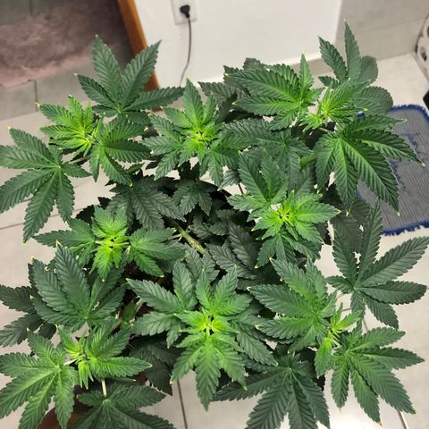 24k Gold growlog timeline photo