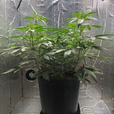 Morena Tropicana  growlog timeline photo